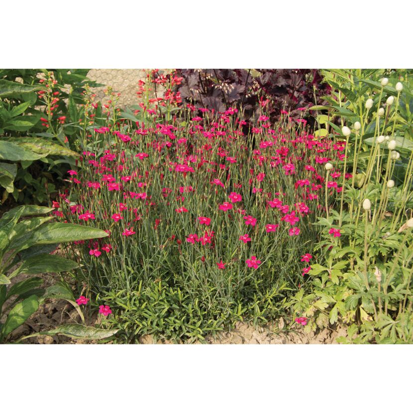 Heide-Nelken in voller Blüte