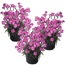 Pfingst-Nelke 'Dinetta Pink' pink 11 cm Topf, 3er-Set