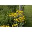 Gelbe Blüten am Wegrand