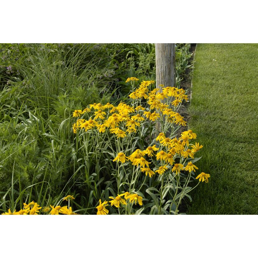 Gelbe Blüten am Wegrand