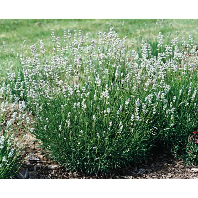 Weißer Lavendel