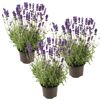 Lavendel 'Hidcote Blue' blau 11 cm Topf, 3er-Set