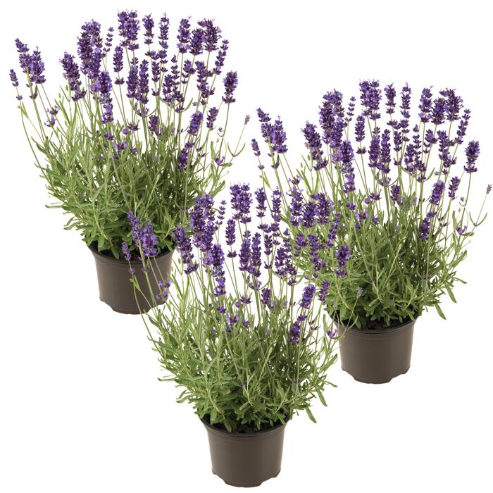 toom Lavendel 'Hidcote Blue' blau 11 cm Topf, 3erSet