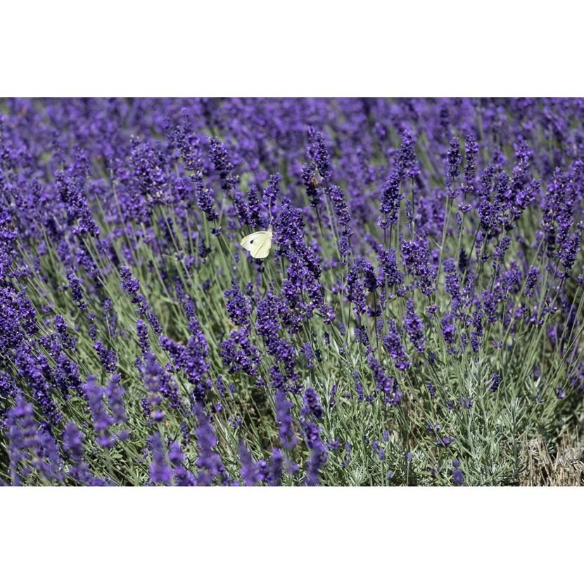 Lavendelfeld mit Schmetterling