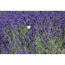 Verkleinertes Bild von Lavendel 'Hidcote Blue' blau 11 cm Topf, 3er-Set