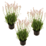 Lavendel 'Rosea' rosa 11 cm Topf, 3er-Set