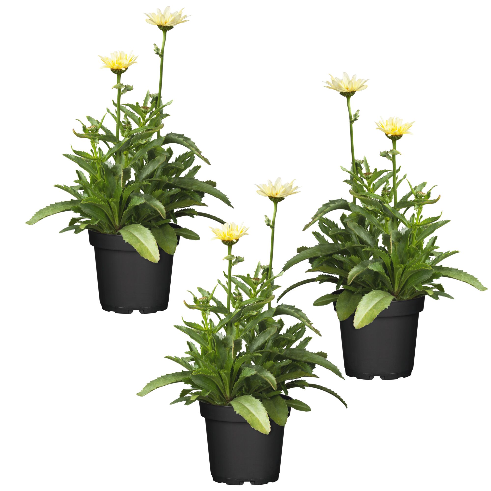Drei Garten-Margeriten in schwarzen Töpfen