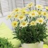 Hellgelbe Margeriten im Topf