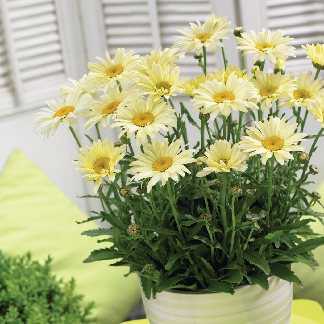 Hellgelbe Margeriten im Topf