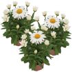 hauptbild