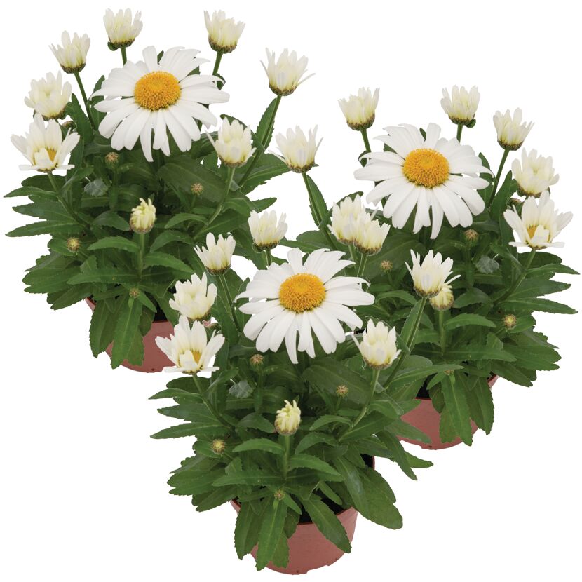 Garten-Margerite 'Snow Lady' weiß 11 cm Topf, 3er-Set