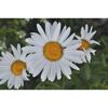 Garten-Margerite 'Snow Lady' weiß 11 cm Topf, 3er-Set