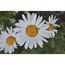 Garten-Margerite 'Snow Lady' weiß 11 cm Topf, 3er-Set