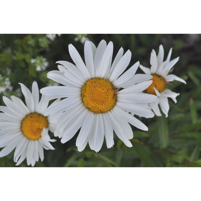 Garten-Margerite 'Snow Lady' weiß 11 cm Topf, 3er-Set