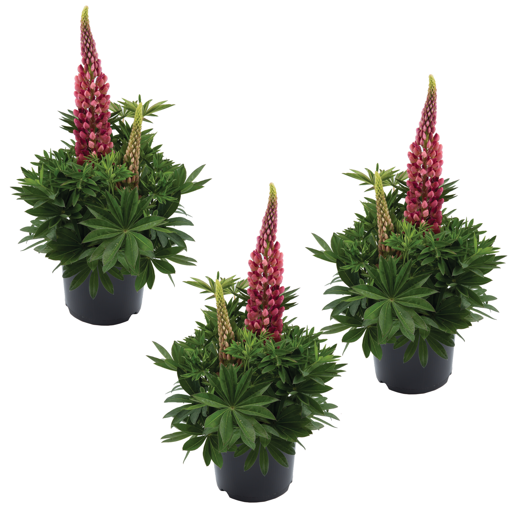 Lupine 'Gallery Red Shades' rot 11 cm Topf, 3er-Set + product picture