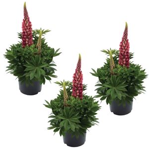 Lupine 'Gallery Red Shades' rot 11 cm Topf, 3er-Set