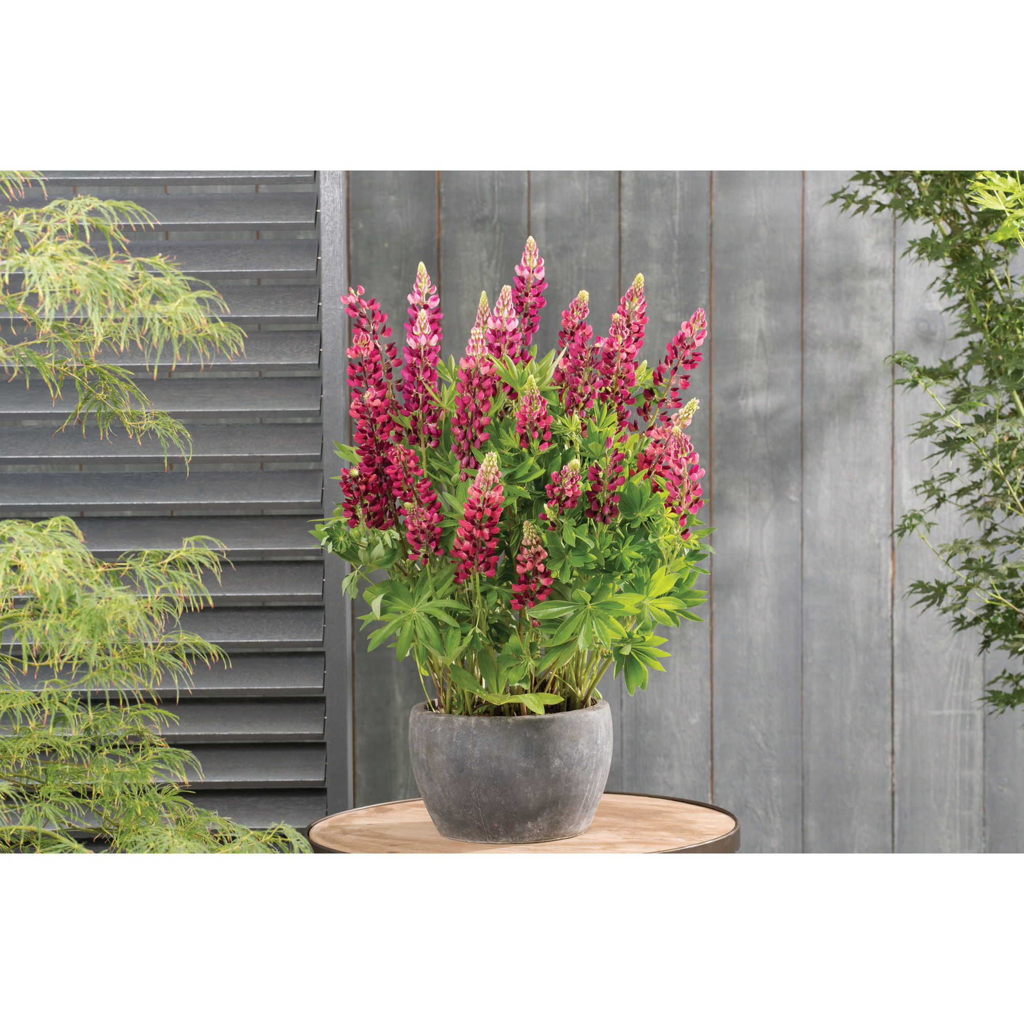 Lupine 'Gallery Red Shades' rot 11 cm Topf, 3er-Set + product picture