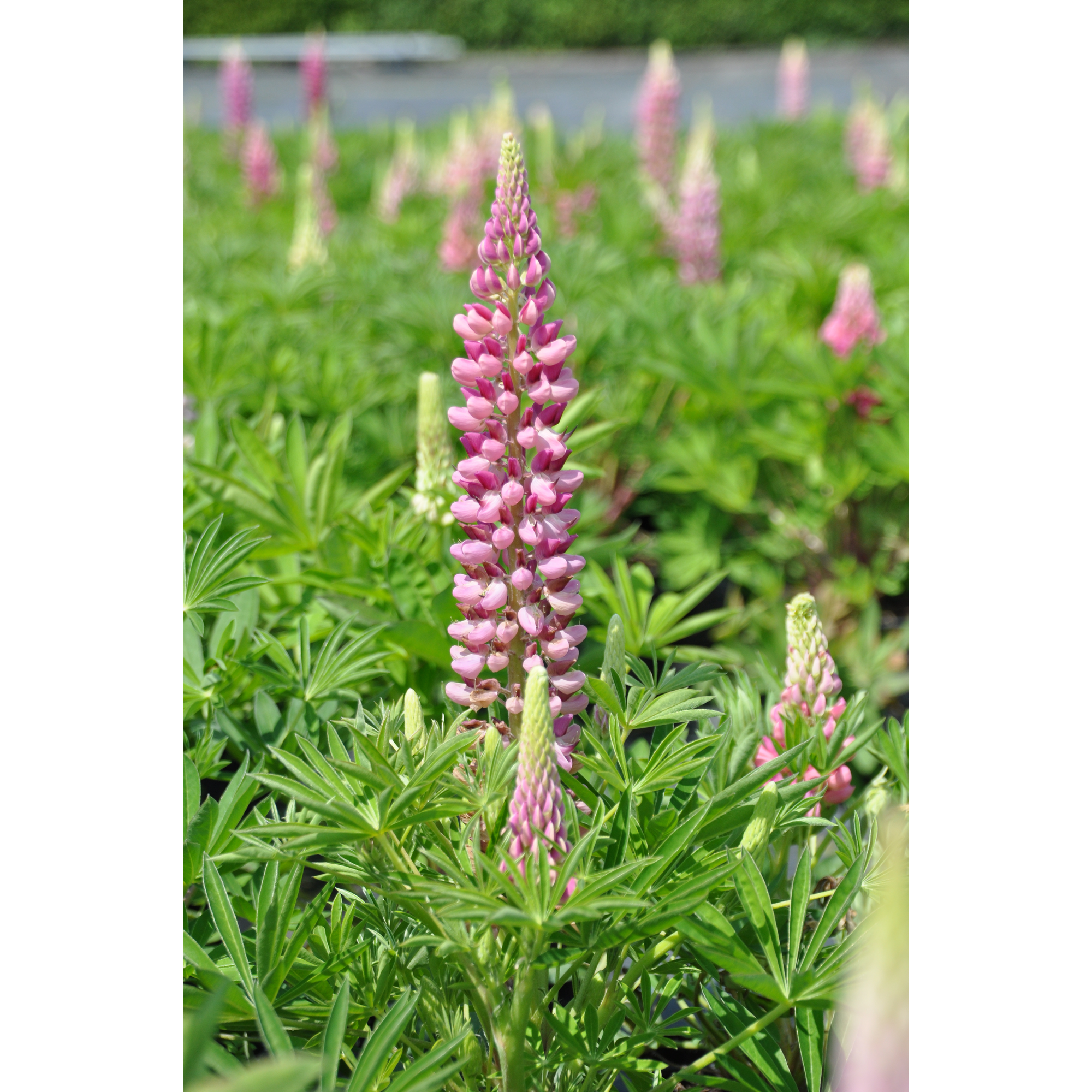 Lupine 'Gallery Rose Shades' rosa 11 cm Topf, 3er-Set + product picture