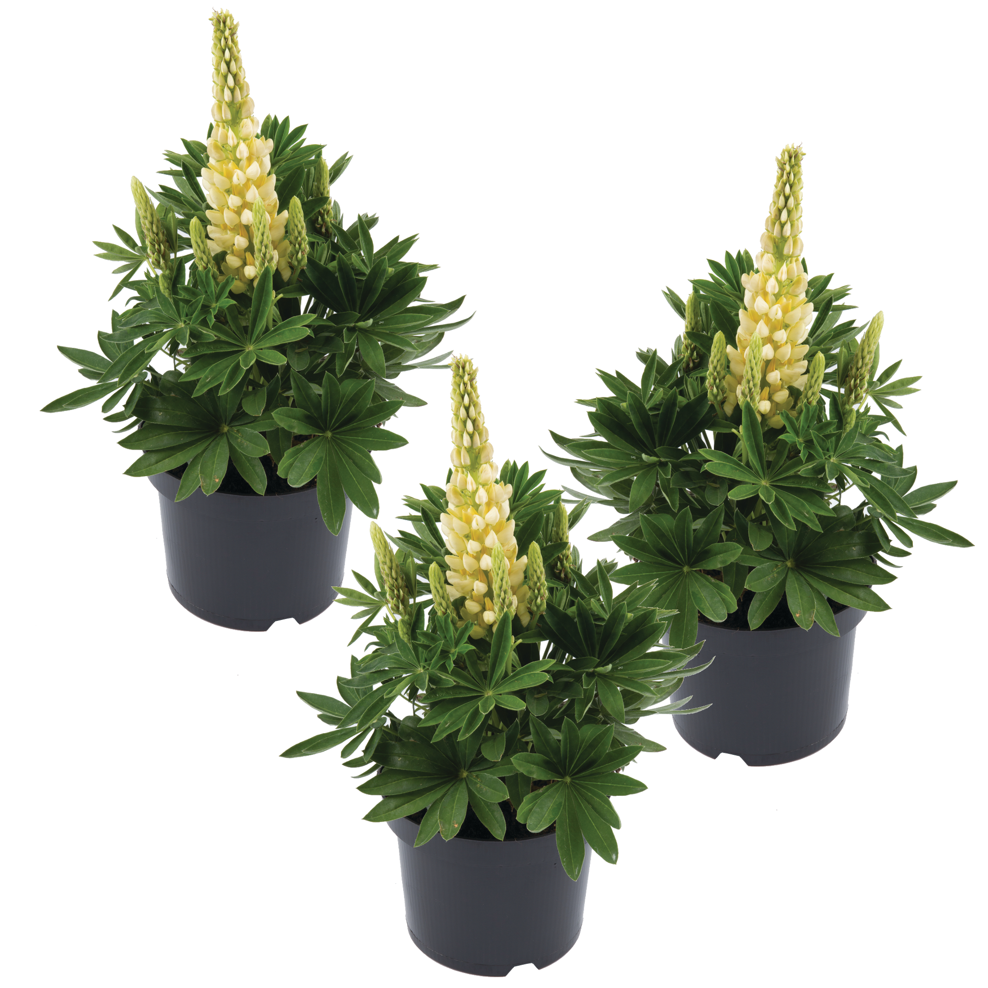 Lupine 'Gallery Yellow Shades' gelb 11 cm Topf, 3er-Set + product picture
