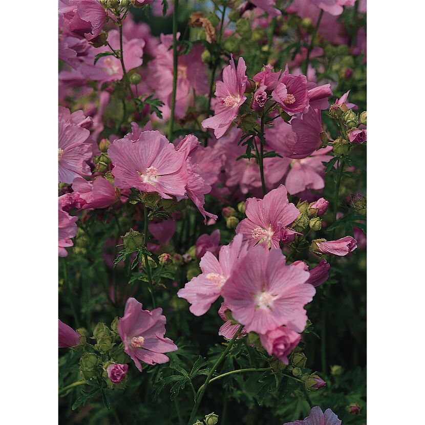 Rosa Moschusmalven