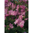Verkleinertes Bild von Moschus-Malve 'Rosea' rosa 11 cm Topf, 3er-Set