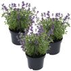 hauptbild