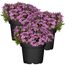 Drei Töpfe mit lila Polsterphlox