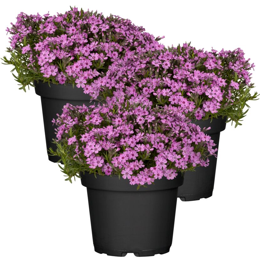 Drei Töpfe mit lila Polsterphlox