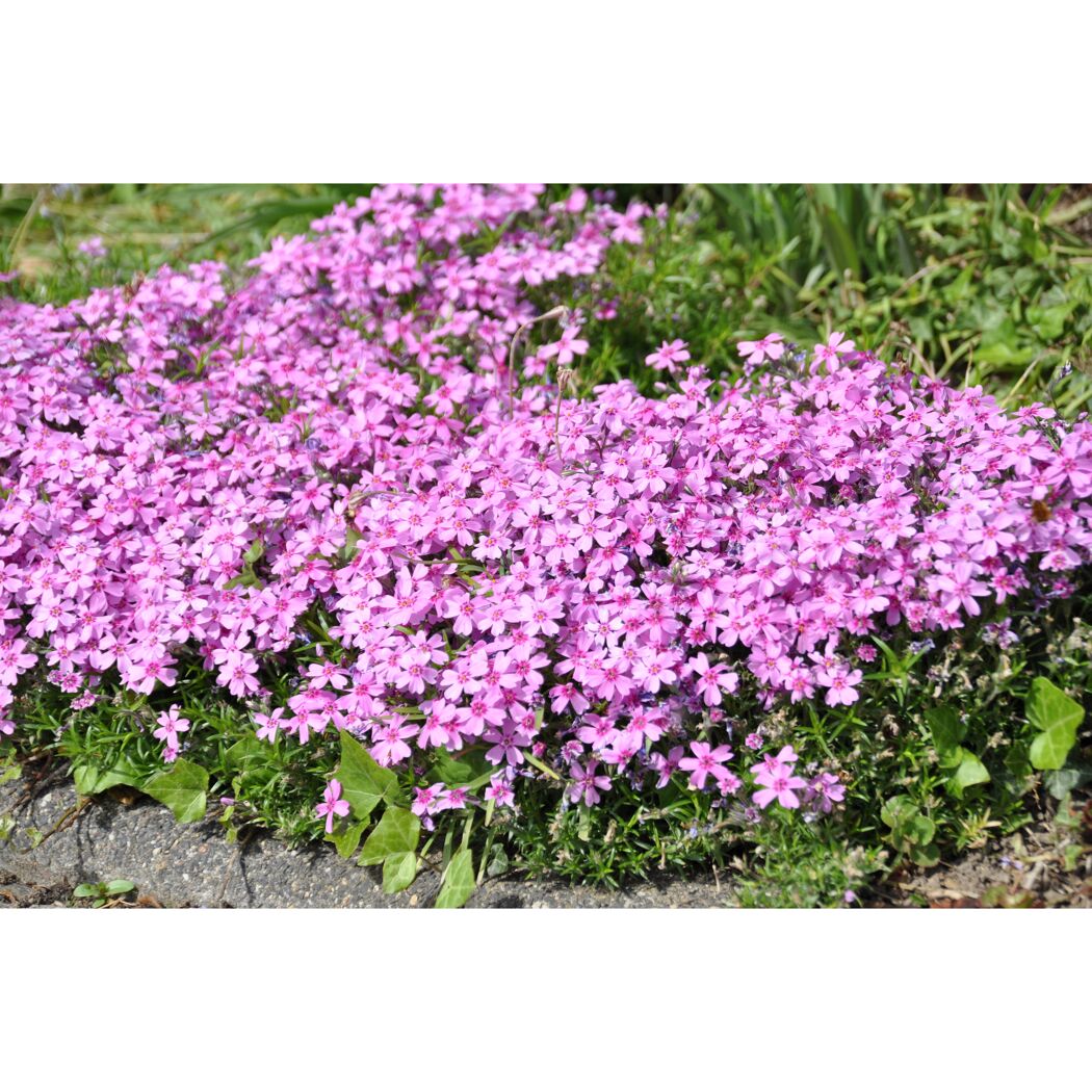 Lila Polsterphlox