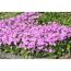 Lila Polsterphlox