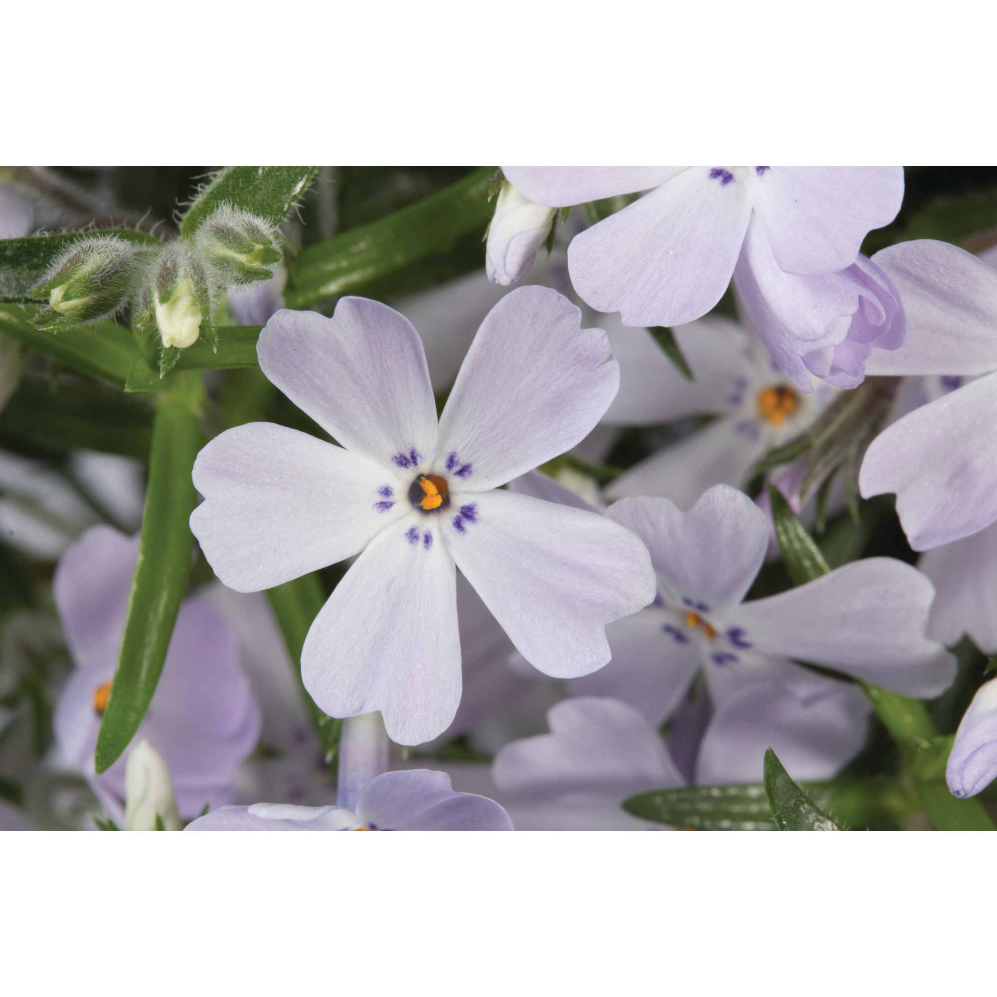 Polsterphlox 'Purple Beauty' violett 11 cm Topf, 3er-Set + product picture
