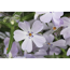 Verkleinertes Bild von Polsterphlox 'Purple Beauty' violett 11 cm Topf, 3er-Set
