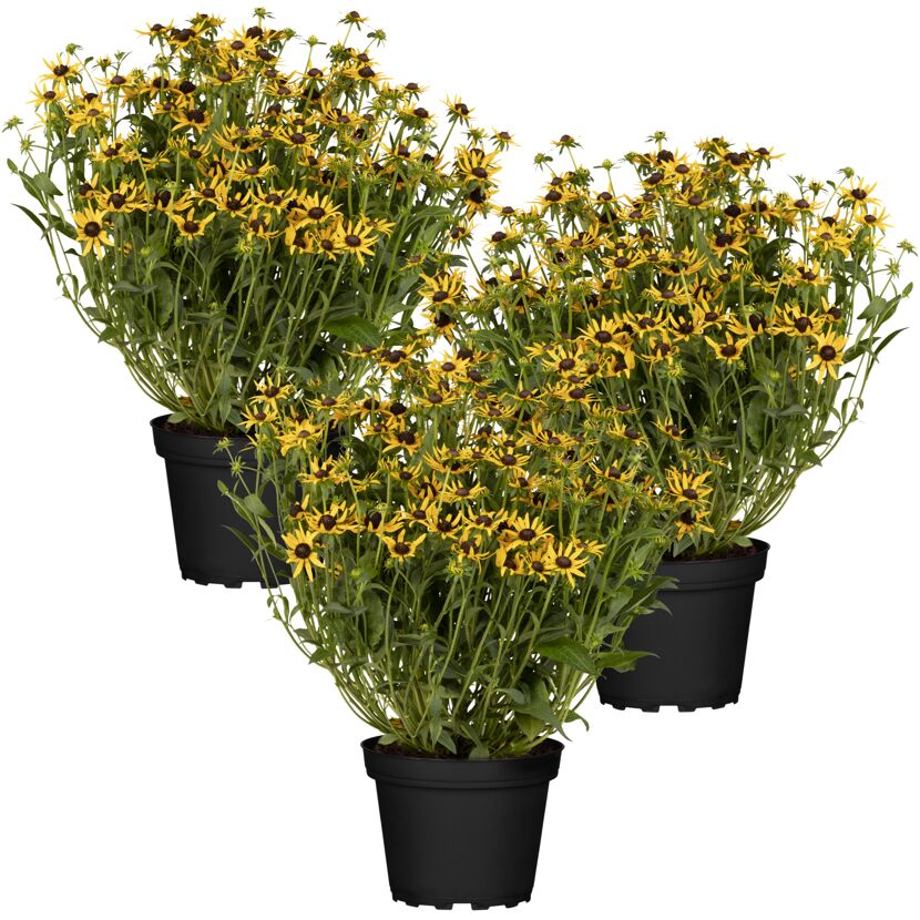 Drei Töpfchen mit gelben Rudbeckien