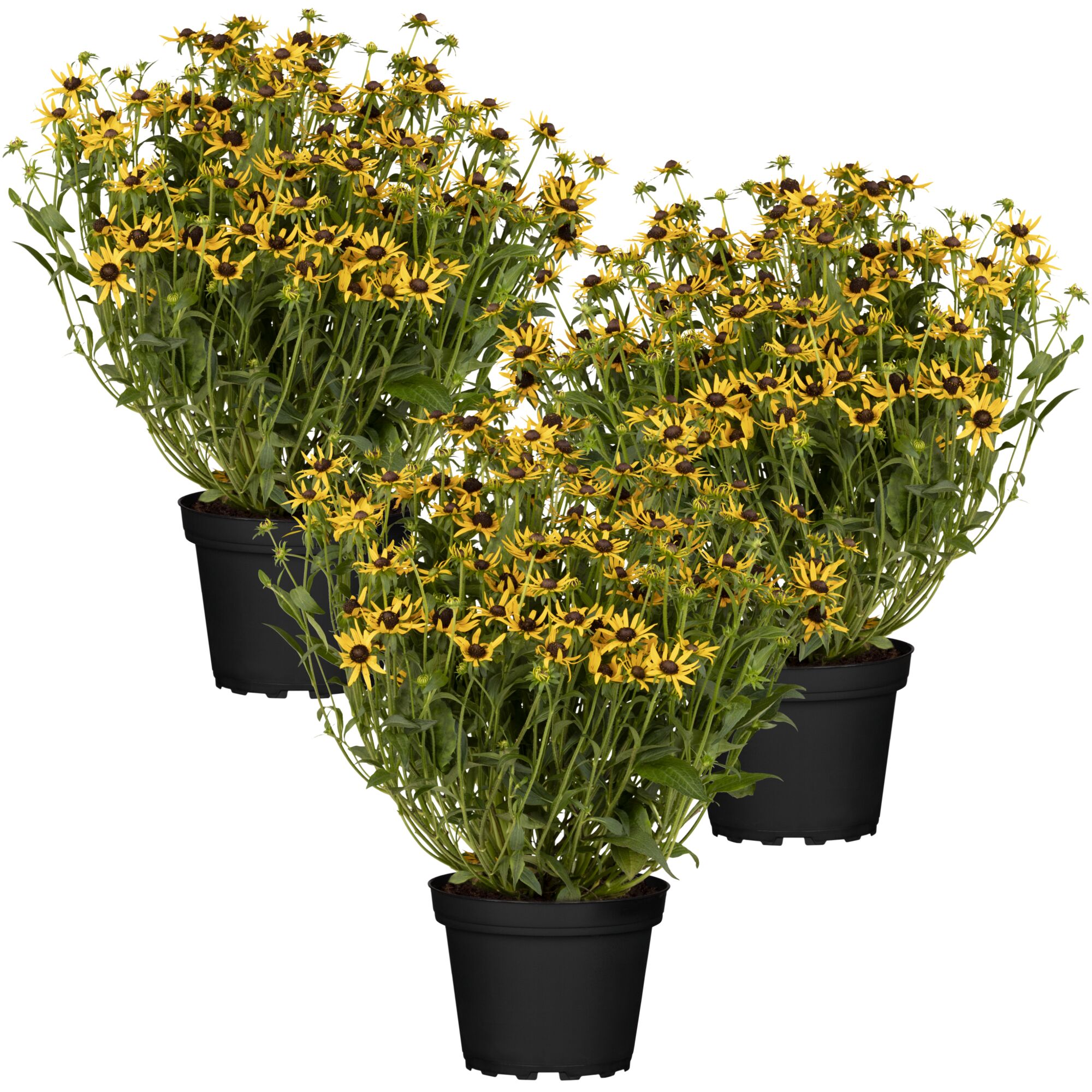 Drei Töpfchen mit gelben Rudbeckien