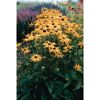 Gelbe Rudbeckia Fulgida Goldsturm