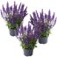 Steppen-Salbei 'New Dimension Blue' blau 11 cm Topf, 3er-Set