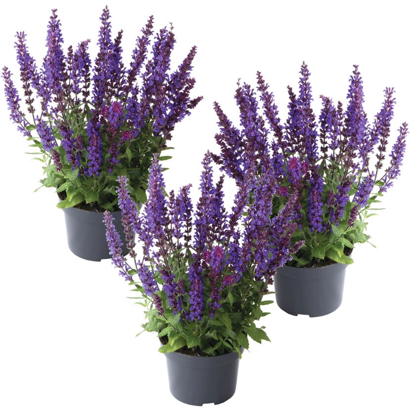 Steppen-Salbei 'New Dimension Blue' blau 11 cm Topf, 3er-Set