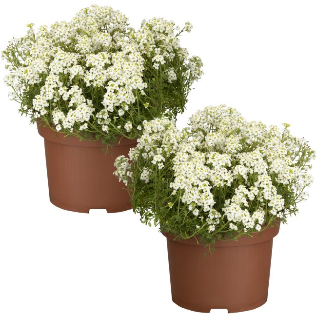 Bild von Gämskresse 'Icecube' weiß 13 cm Topf, 2er-Set