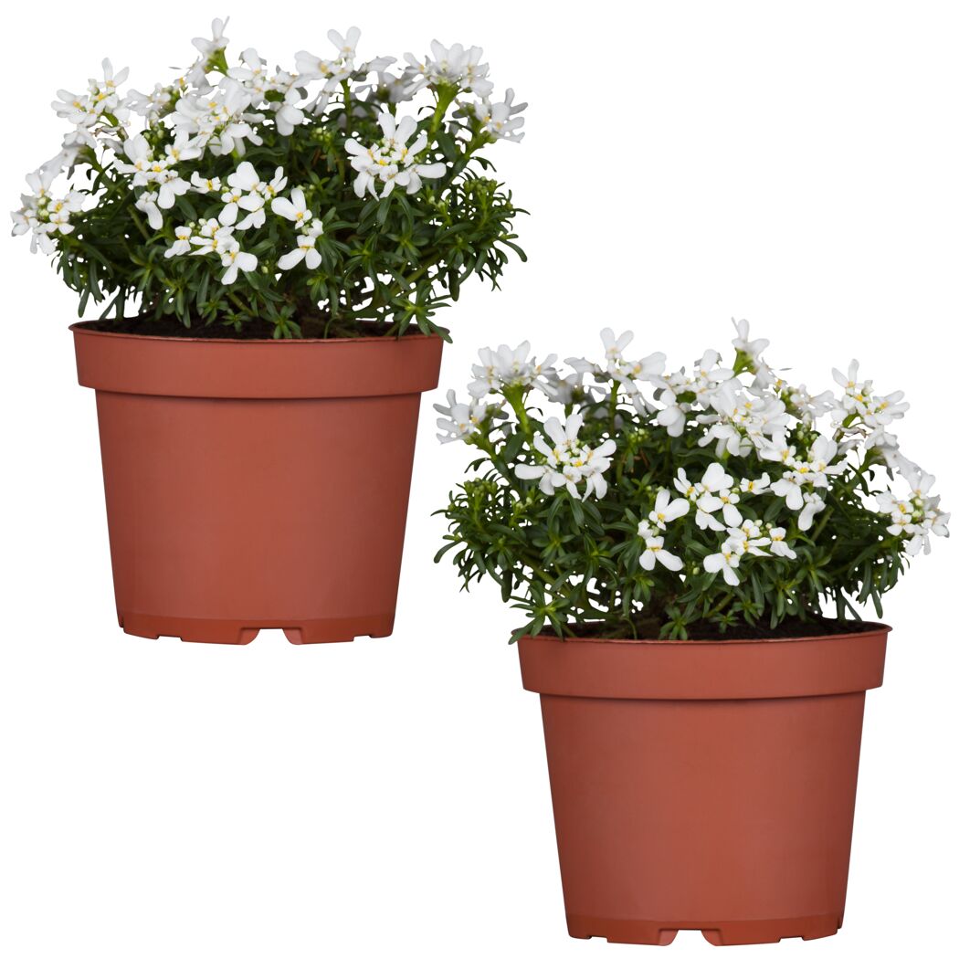 Zwei Töpfchen mit weißer Schleifenblume