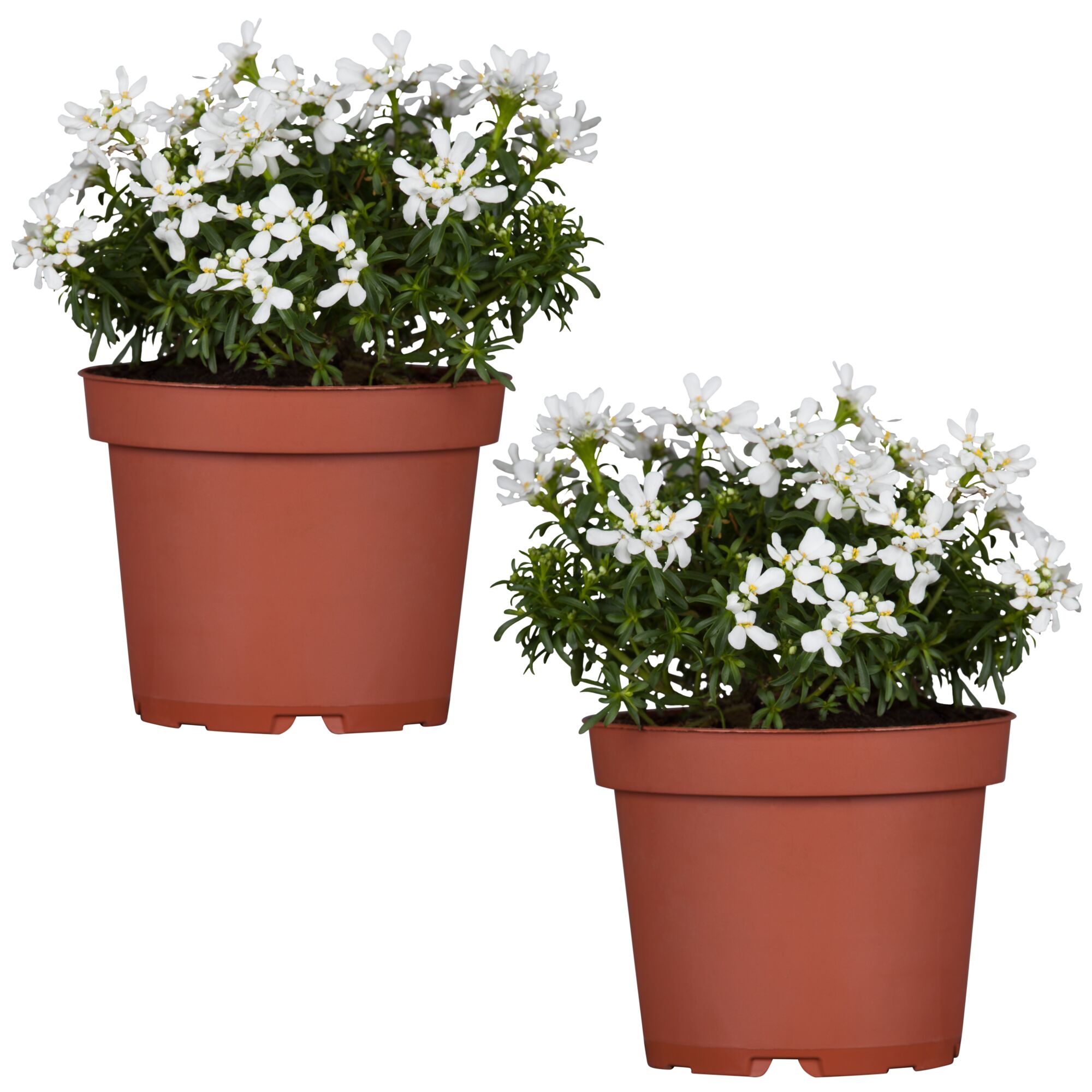 Zwei Töpfchen mit weißer Schleifenblume