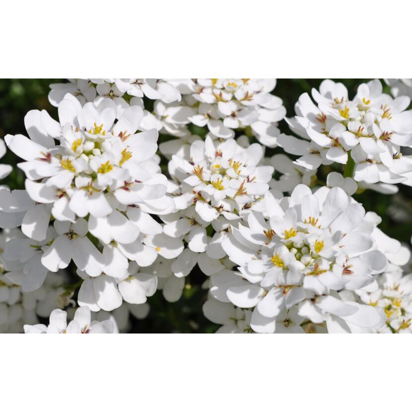 Weiße Iberis-Blüten
