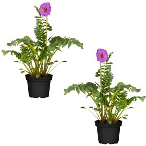Gartengloxinie pink 13 cm Topf, 2er-Set