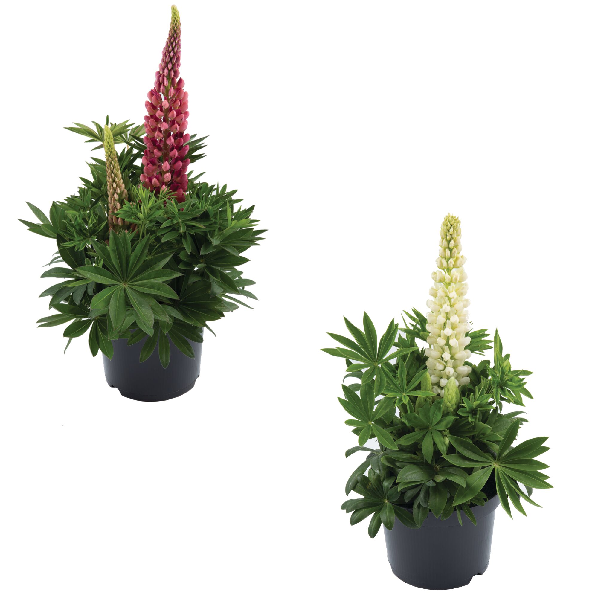 Lupinen in weiß und rosa