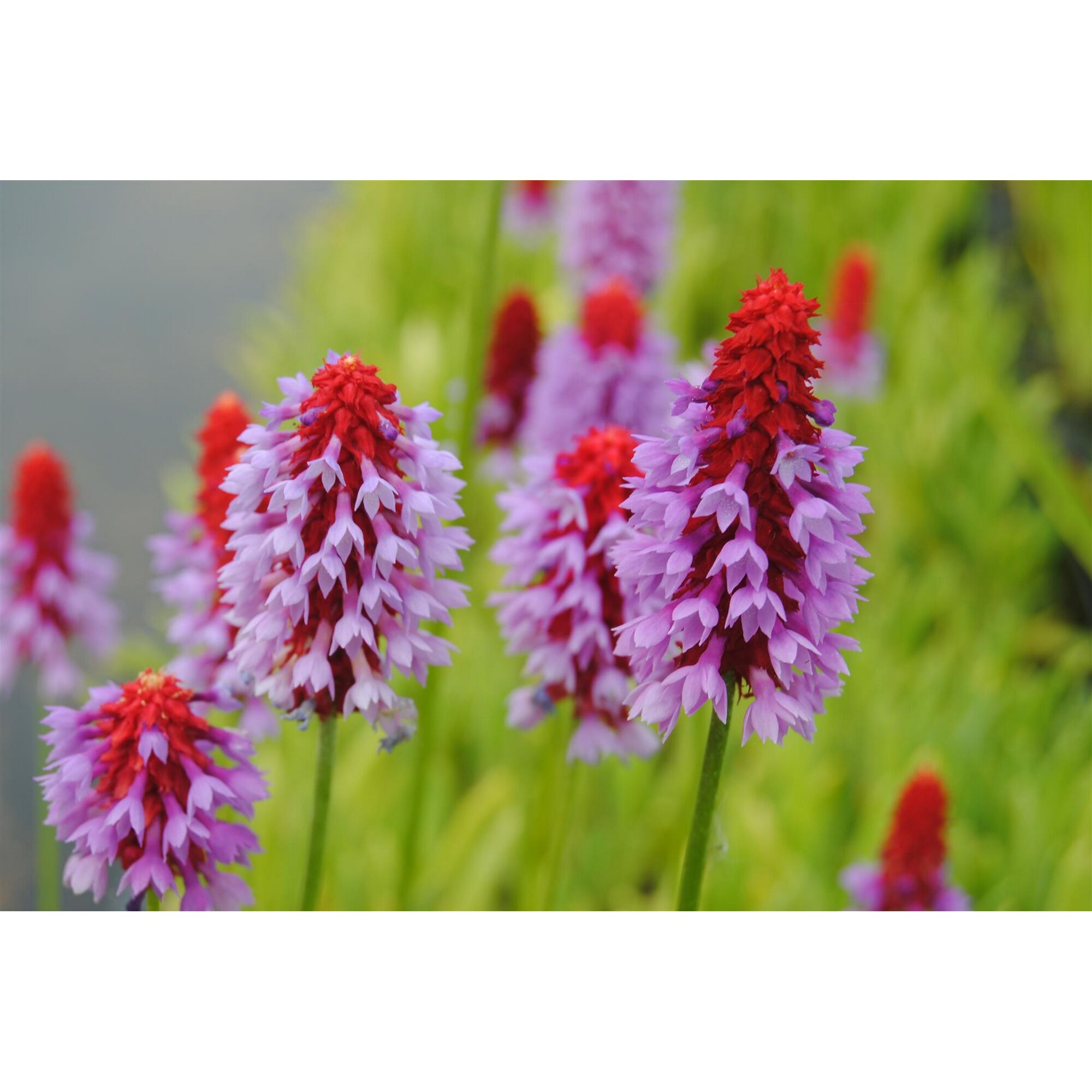 Nahaufnahme von roten und violetten Primelblüten