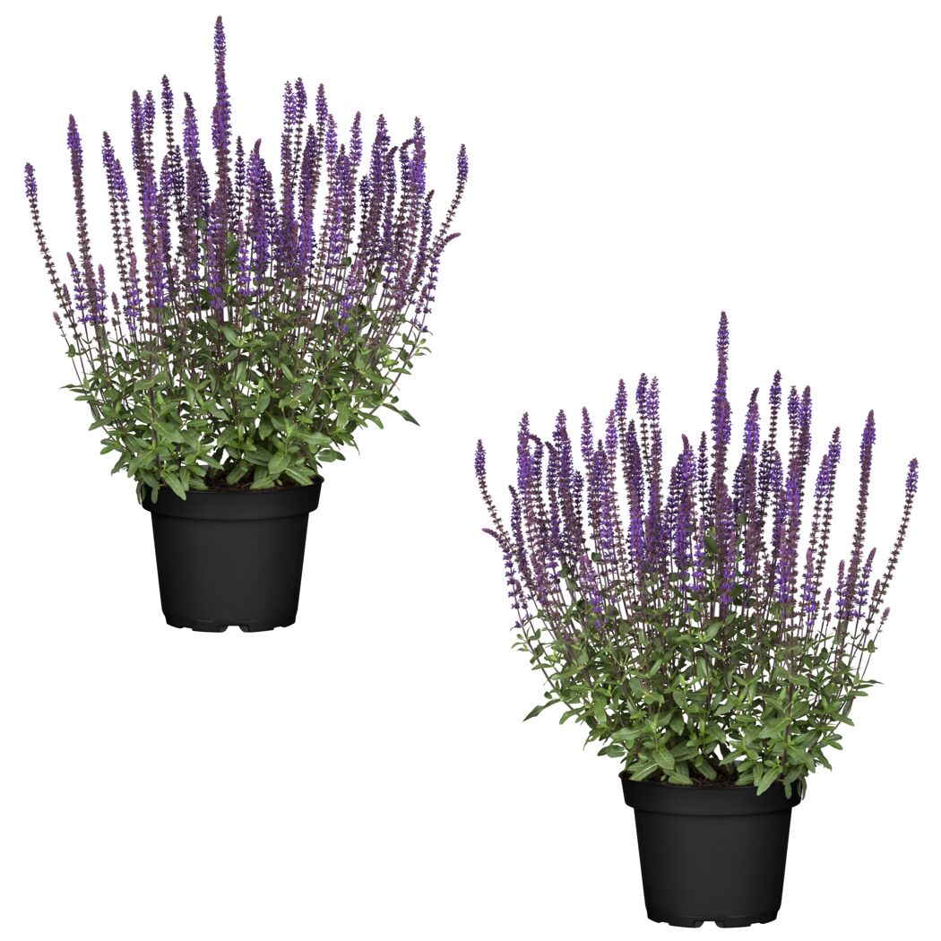 Zwei violette Salbeipflanzen im Topf