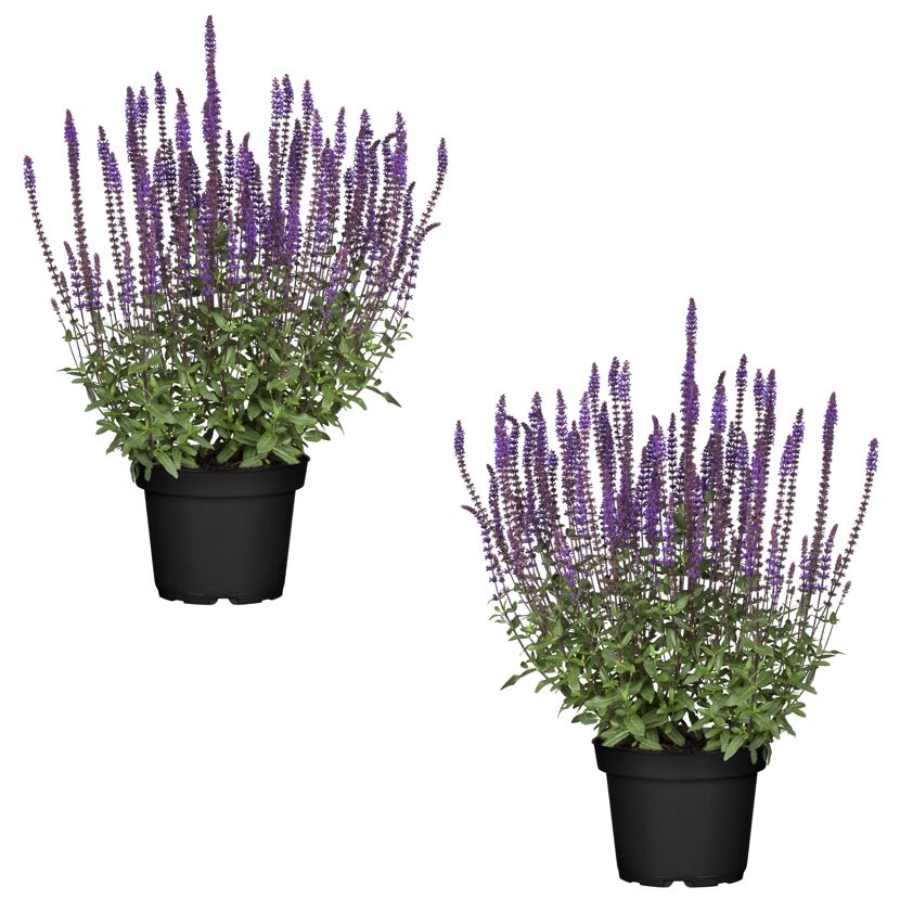 Zwei violette Salbeipflanzen im Topf