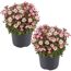 Zwei Töpfchen mit rosa-weißen Blüten der Steinbrech-Art Saxifraga x arendsii 'Marto Rose'