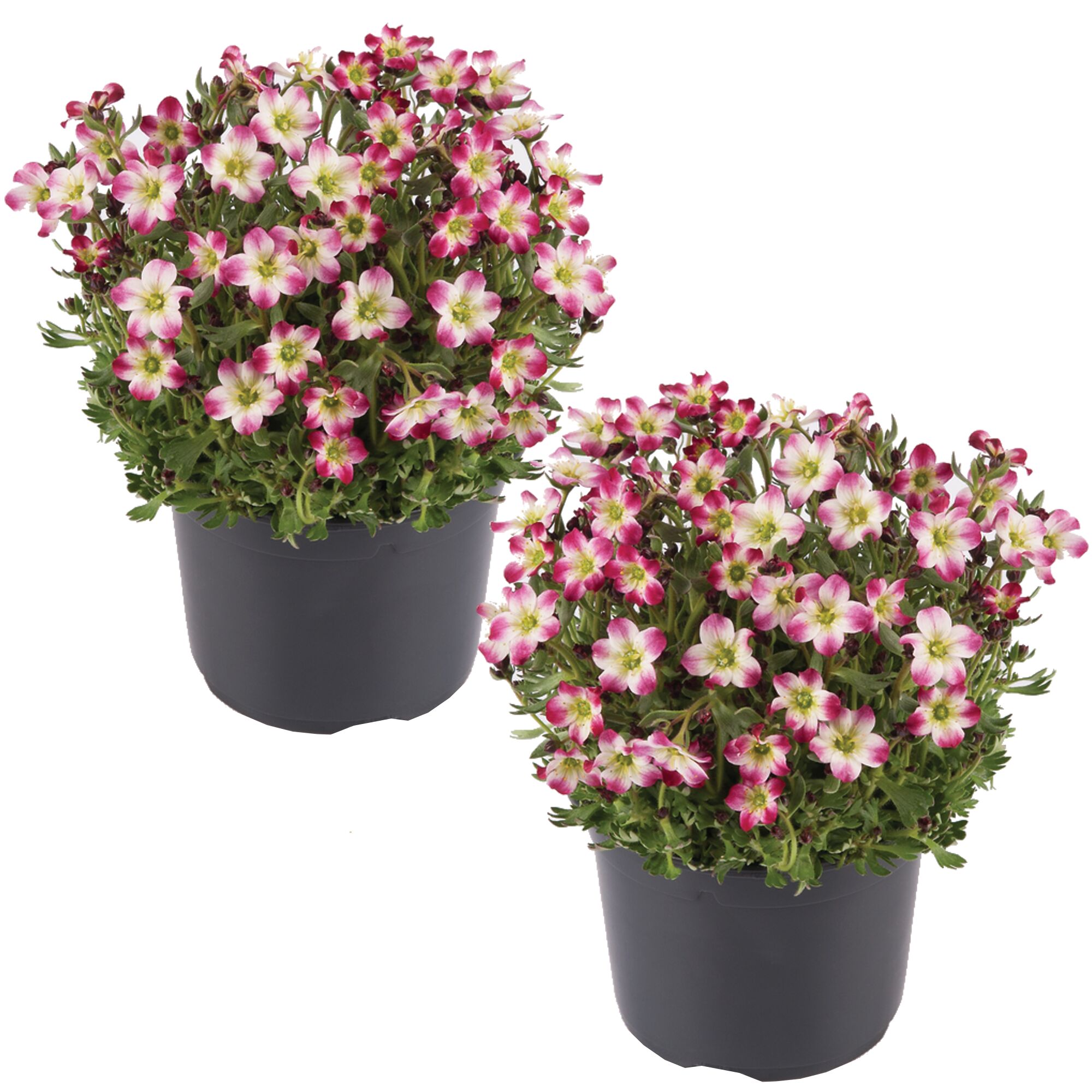 Zwei Töpfchen mit rosa-weißen Blüten der Steinbrech-Art Saxifraga x arendsii 'Marto Rose'