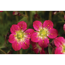 Verkleinertes Bild von Moos-Steinbrech 'Pixie Rose' rosa 11 cm Topf, 3er-Set