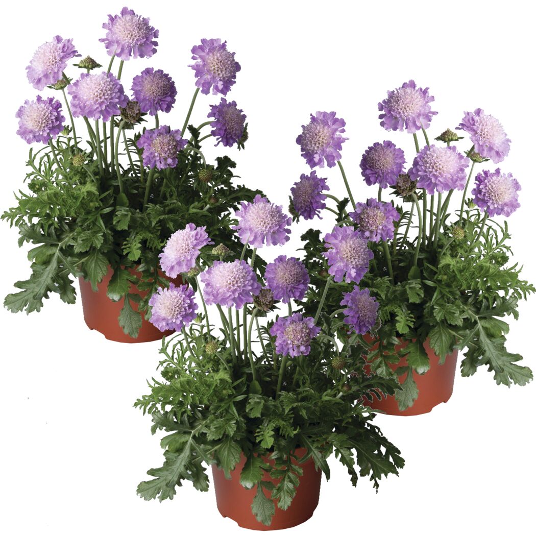 Tauben-Skabiose 'Butterfly Blue' blau 11 cm Topf, 3er-Set